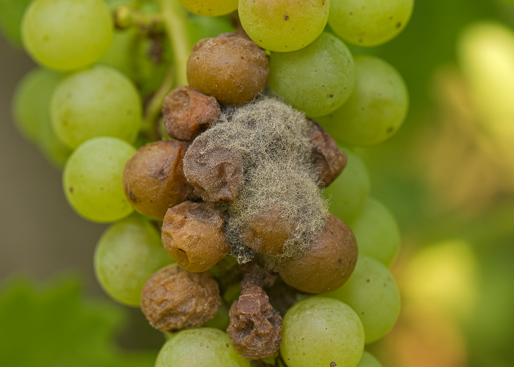 Сіра гниль: як розпізнати і захистити рослини